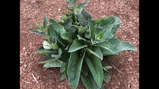 Propagating and Using Comfrey in the Garden [upl. by Nanyk]