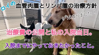 愛犬の血管肉腫とリンパ腫の治療方針が決まりました。治療費は？ 私の入院までにやっておきたかったこと3つと、いよいよ入院当日。。 犬の病気 血管肉腫 乳がん [upl. by Marita]