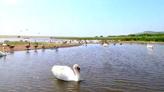 Abbotsbury Swannery [upl. by Seaden]