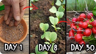 Radish Growing Guide From Sowing to Harvest Step by Step [upl. by Gaby517]