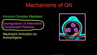 Mechanisms of Glomerulonephritis [upl. by Inalaek]