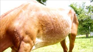 Gandalfs story  a starving rescue pony from West Virginia [upl. by Lzeil]