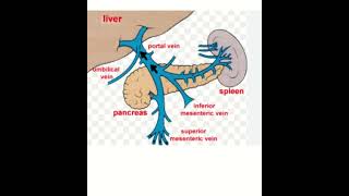 Anatomy of hepatic portal circulation [upl. by Norat]