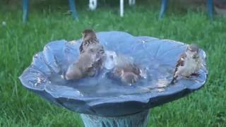 Sparrows Loving a Bath 5 minutes of Sparrow Bath Time [upl. by Nnaeoj]