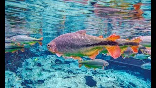 Rio Da Prata River Drift Snorkeling in Bontio Brazil  GoPro Video [upl. by Brittan678]