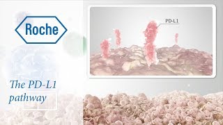 Cancer immunotherapy  The PDL1 pathway [upl. by Llimaj51]