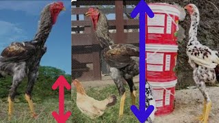 TOP 4 DES PLUS GRANDE POULES AU MONDELES PLUS GRANDES POULES DONT VOUS IGNOREZ LEXISTENCE [upl. by Judy]