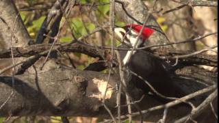 Pileated Woodpecker Call [upl. by Joana254]