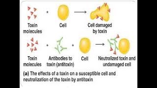 antitoxin mechanism [upl. by Kenti]