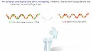 Microarray Gene Expression [upl. by Ferdinana]