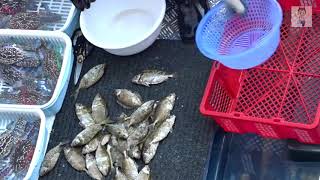 To Kill Siganus Fuscescens With Scissors At Floating Seafood Market At Sai Kung Of Hong Kong [upl. by Delaney]