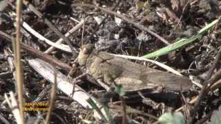 Ödlandschrecke  Oedipoda caerulescens Criquet à ailes bleues  grasshopper [upl. by Assile]