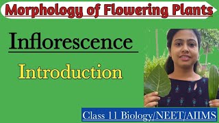 InflorescenceIntroduction Racemose amp Cymose Inflorescence Morphology of Flowering PlantsClass 11 [upl. by Haymes319]