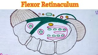 Flexor Retinaculum of Hand [upl. by Novahc]