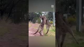 Kangaroo Fight Escalates Quickly 😅 [upl. by Ellimaj378]