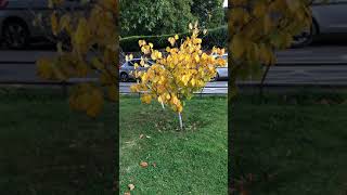 Witch hazel Hamamelis  shrub  September 2017 [upl. by Jaela]