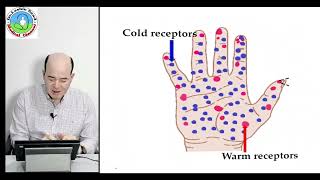 Thermal sensation Thermoreceptors [upl. by Namya727]