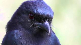 Folktailed Drongo [upl. by Haily836]