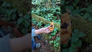 We found chanterelles mushrooms mushroomhunting mycology hunting outdoors chanterelles [upl. by Aniham228]