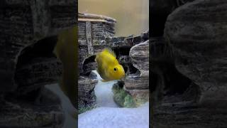 Parrot fish 🐠 parrotfish parrotfishcare parrotfishtank fish fishtank ytshorts shorts viral [upl. by Einegue]