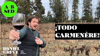 Todo sobre el carmenère  ABSED 5 [upl. by Allister]