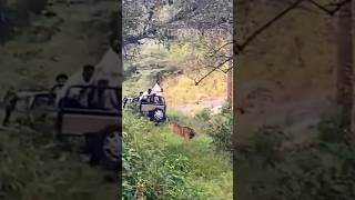 Tiger Attack Tourist Gypsy Bandhavgarh National park shorts bandhavgarh jojuwildjunket tiger [upl. by Dahsraf500]