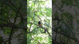 Rufous Treepie sound shorts rufoustreepie nature birdsound [upl. by Ilonka]