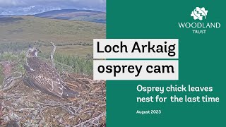 Farewell to our 2023 Osprey chick  Loch Arkaig Osprey Cam Highlights [upl. by Yekciv618]