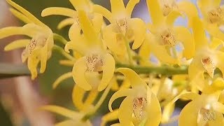 Sydney Rock Orchid Dendrobium Speciosum [upl. by Fessuoy]