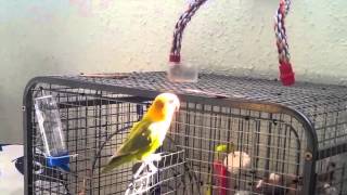 Love Bird Singing  Agapornis cantando [upl. by Mccurdy]