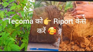 Tecoma को 👉Riport केसे करें 🥰 [upl. by Marcell]