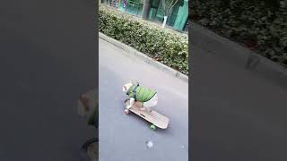 The dog skateboards through the crowd so skillful skateboarding dog [upl. by Brenn]