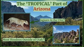 The TROPICAL Part of Arizona [upl. by Ahsyad]