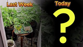 Garden Update 5 Hydroponic Progress amp Growth Check [upl. by Patrizius9]