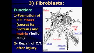 connective tissue Dentistry first part 2024 [upl. by Adnauqahs]