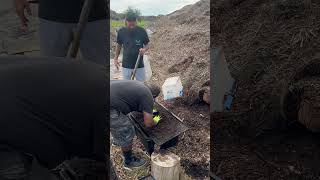 World‘s greatest composters￼ the boys are helping me sift [upl. by Nareik]