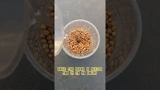 How to germinate coriander seeds fast coriander seeds germinatingseeds backyardgarden [upl. by Cornel736]