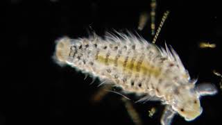 Polychaete larvae [upl. by Harle]