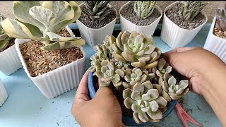 succulent cloe variegated undulata amabile and roman repotting session [upl. by Faunie]