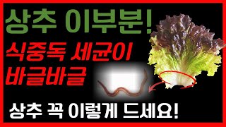 상추 이부분에서 식중독 세균이 바글바글 하다고 합니다 세균오염도 낮추는법  상추는 꼭 이렇게 드세요 상추와 함께 먹으면 좋은 음식 3가지 상추보관법 [upl. by Itsyrk]