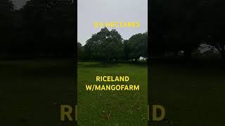 RICELAND WITH MANGOFARM 85 HECTARES 250 PER SQM 150METERS FRONTAGE [upl. by Eleni]