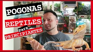 POGONAS REPTILES para PRINCIPIANTES [upl. by Dorelle]