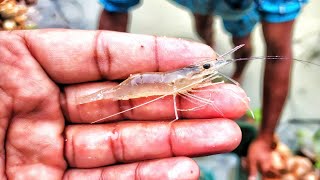 Freshwater prawn Rosenbergii farming in pond [upl. by Gilson587]