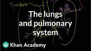 The lungs and pulmonary system  Health amp Medicine  Khan Academy [upl. by Hselin]