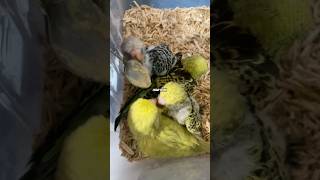 Budgies Wellensittich Baby Vogel Muhabbetkuşu Baby Bird budgievideos muhabbetkuşu wellensittich [upl. by Lairbag46]