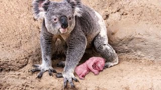 How Koala Gives Birth To Twin Cute Babies [upl. by Ennovahs]