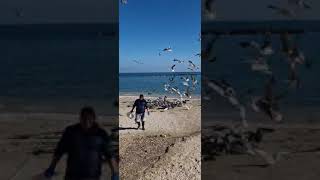 Feeding Seagulls in Italian Coast [upl. by Yelrah]