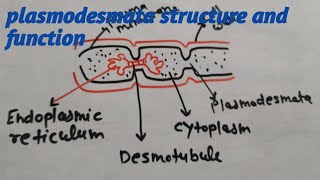 Plasmodesmata structure and function by Priti Sharma [upl. by Kyre]