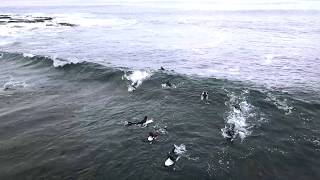 Surfing Kelpies east coast Tasmania [upl. by Arbe]