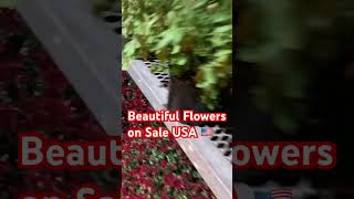 Beautiful USA 🇺🇸 FLOWERS ON SALE [upl. by Elleirua]